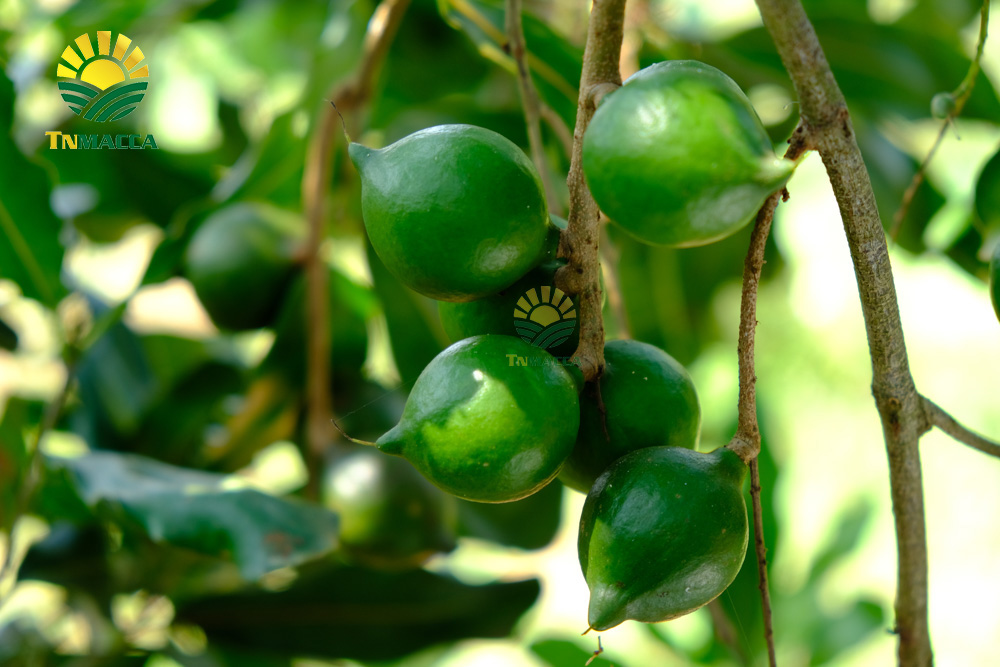 Hạt macca trung quốc : 5 Cách để nhận biết macca Trung Quốc